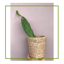Load image into Gallery viewer, RUNWAY NAGALAND BANANA FIBRE CONTAINER
