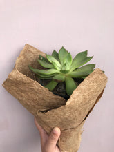Load image into Gallery viewer, RUNWAY NAGALAND BANANA FIBRE PAPER
